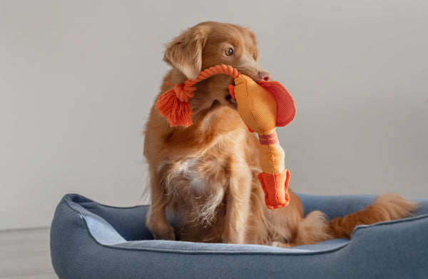 Dog toys