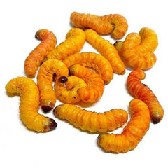 Live Butterworms - 10 Count Cup