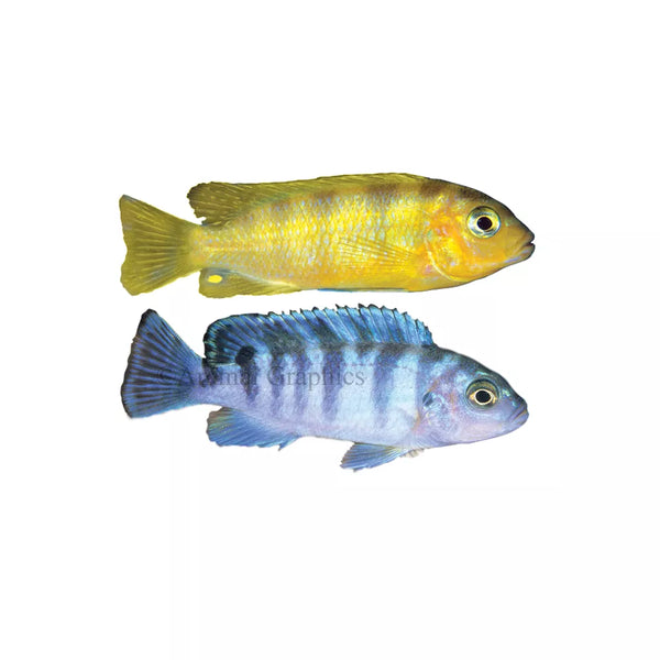 Kennyi African Cichlid