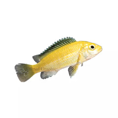 Electric Yellow Labidochromis African Cichlid