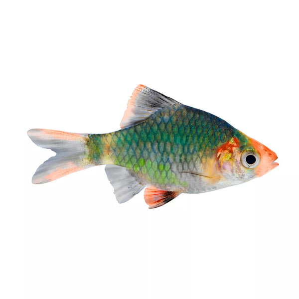 Green Tiger Barb