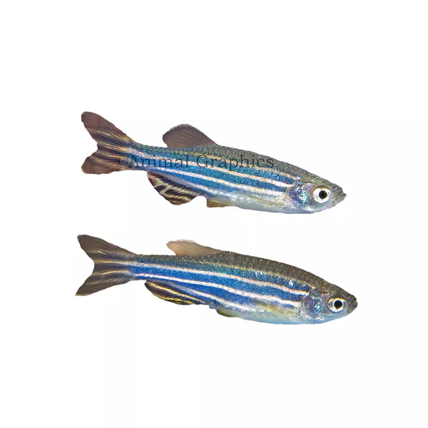 Zebra Danio