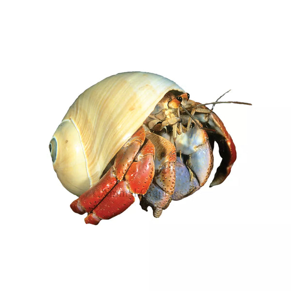 Hermit Crab