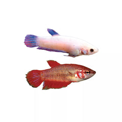 Female Veiltail Betta