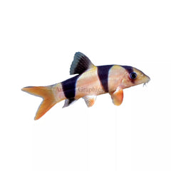 Clown Loach