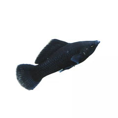 Black Molly