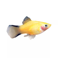 Gold Twinbar Platy