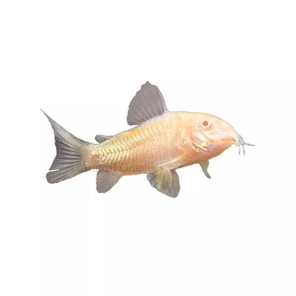 Albino Cory Catfish