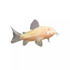 Albino Cory Catfish