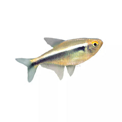 Black Neon Tetra
