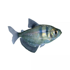 Black Skirt Tetra