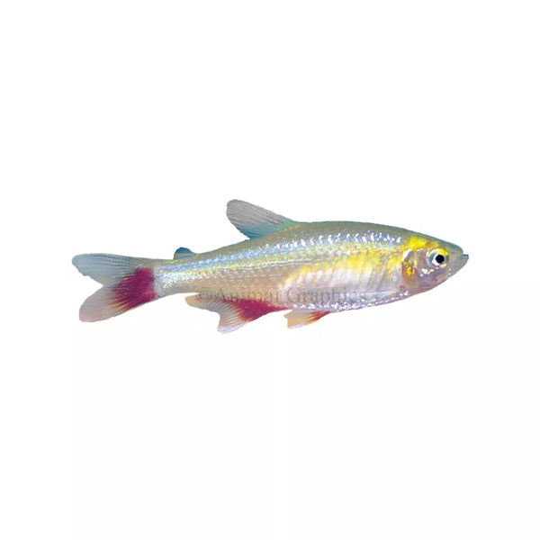 Bloodfin Tetra
