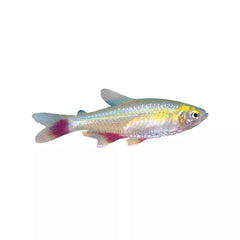 Bloodfin Tetra