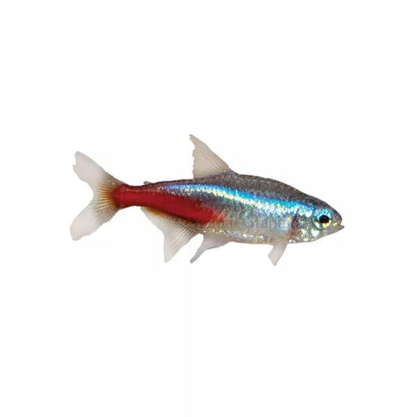 Neon Tetra