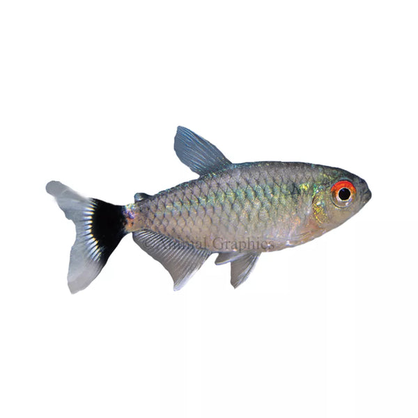 Lamp Eye Tetra