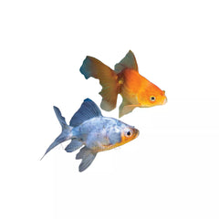 Fantail Goldfish