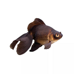 Black Moor Goldfish