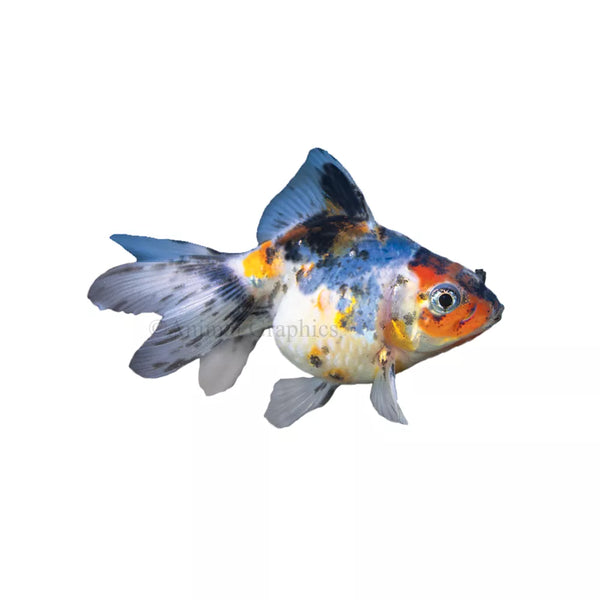 Calico Ryukin Goldfish
