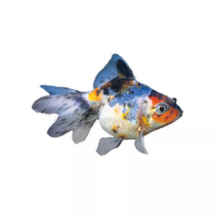Calico Ryukin Goldfish