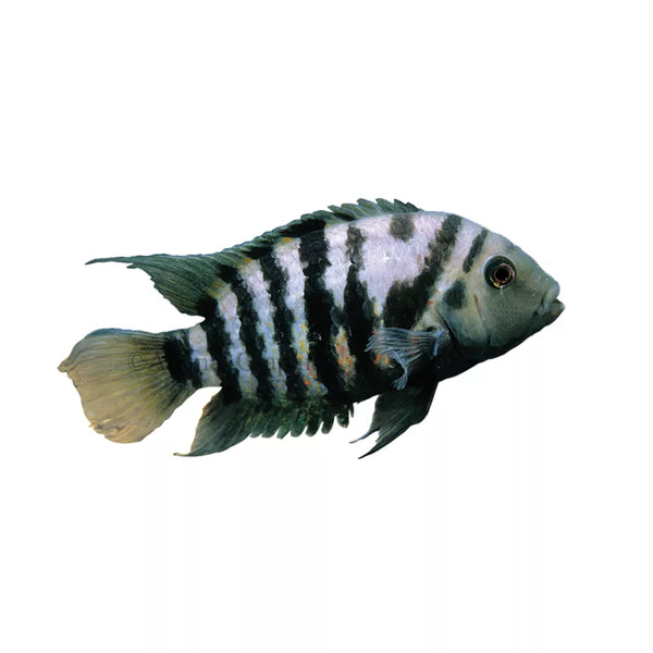 Convict Cichlid