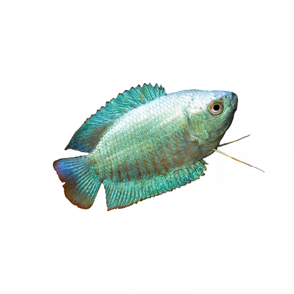 Dwarf Gourami