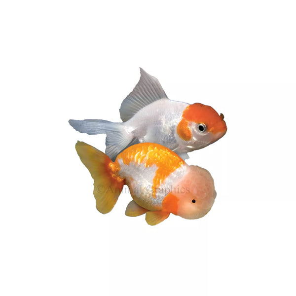 Fancy Goldfish