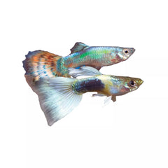 Fancy Guppy, Male