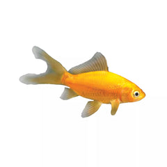 Comet Goldfish