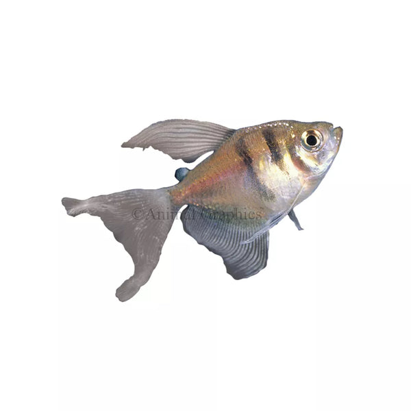 Long-Finned Black SkirtTetra