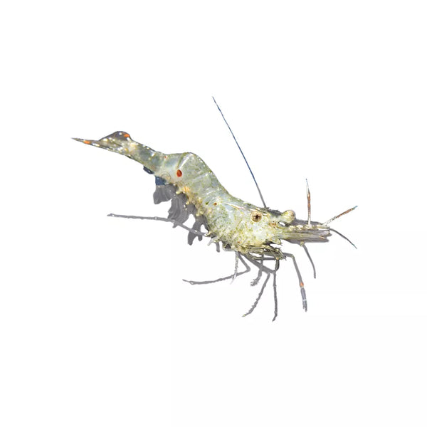 Ghost Shrimp