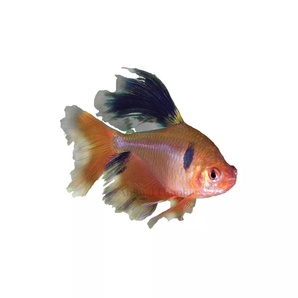 Long Fin Red Minor Tetra