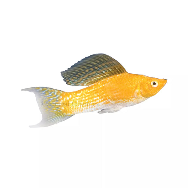 Cremecicle Lyretail Molly