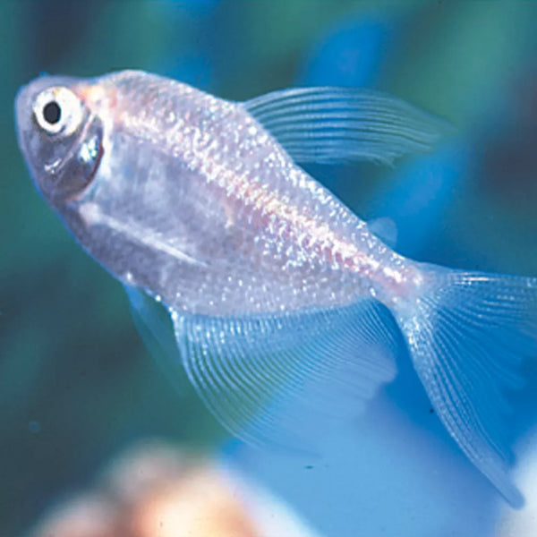 Long-Finned Skirt Tetra