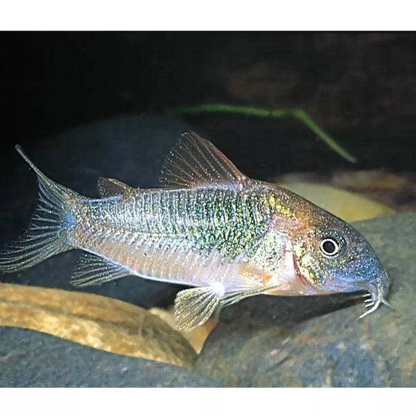 Green Cory Catfish