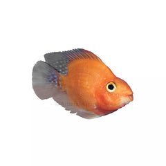 Blood-Red Parrot Cichlid
