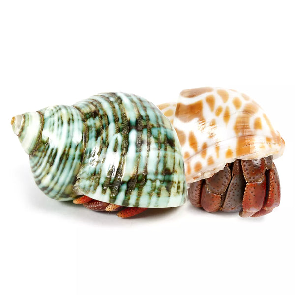 Fancy Hermit Crab