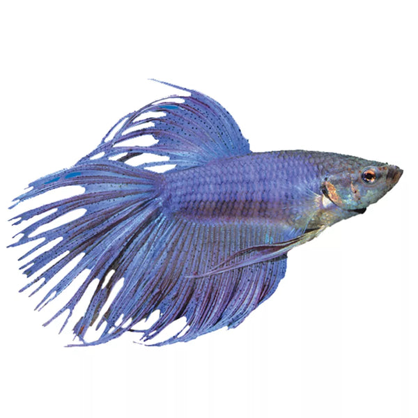 Crowntail Male Betta Fish
