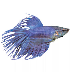 Crowntail Male Betta Fish