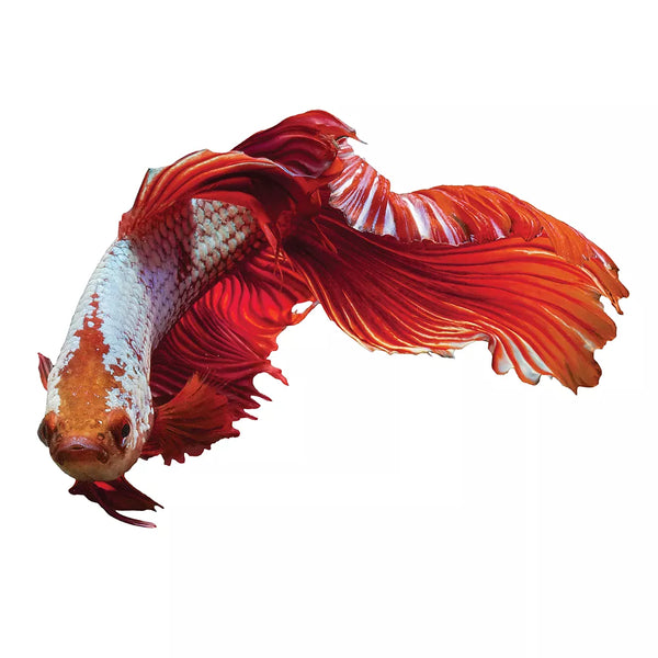 Dragon Scale Male Betta Fish