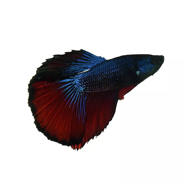 Halfmoon Male Betta Fish