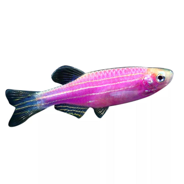 GloFish® Galactic Purple Danio