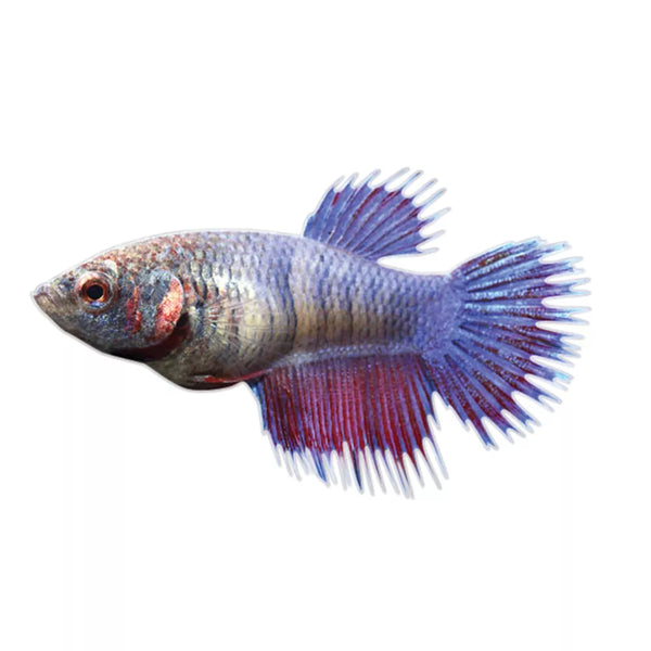 Crowntail Female Betta Fish