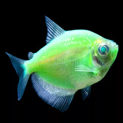 GloFish® Electric Green® Tetra