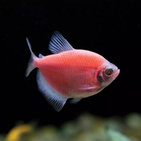 GloFish® Moonrise Tetra