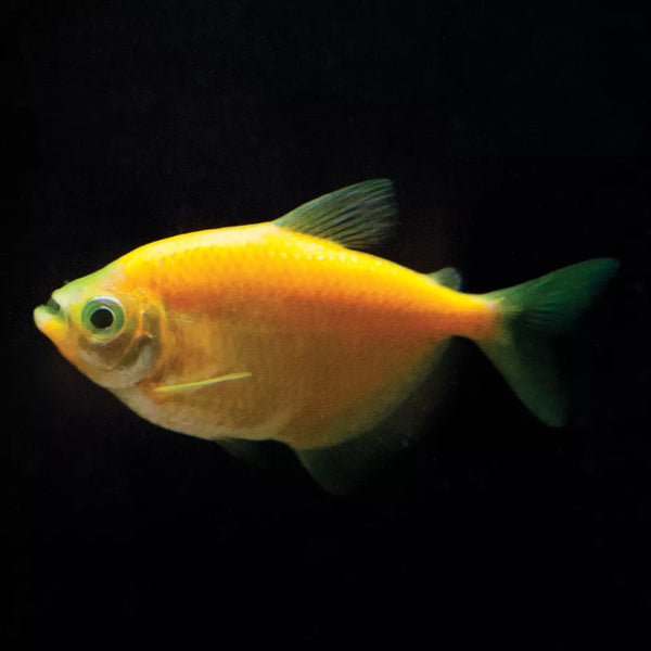 GloFish® Sunburst Orange Tetra