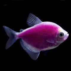 GloFish® Galactic Purple Tetra