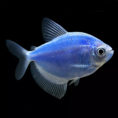 GloFish® Cosmic Blue Tetra