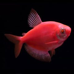 GloFish® Starfire Red Tetra