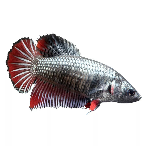 Female Halfmoon Betta Fish