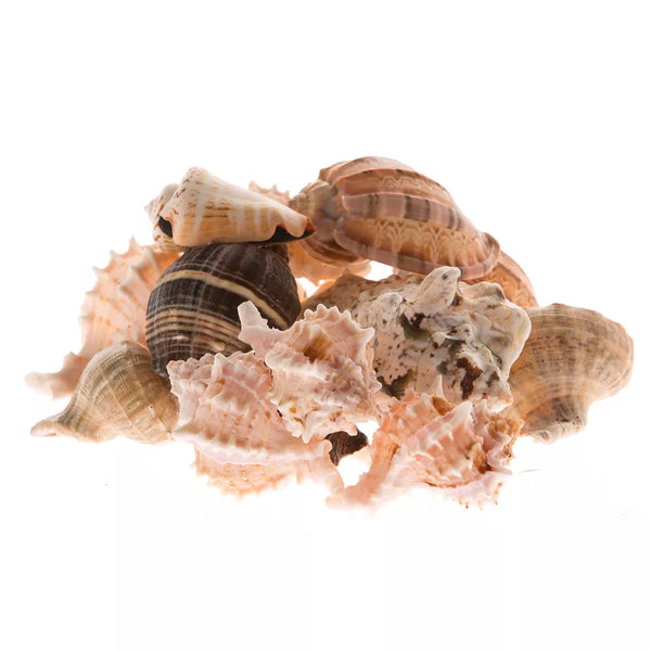 Zoo Med Mixed Fancy Hermit Crab Shells